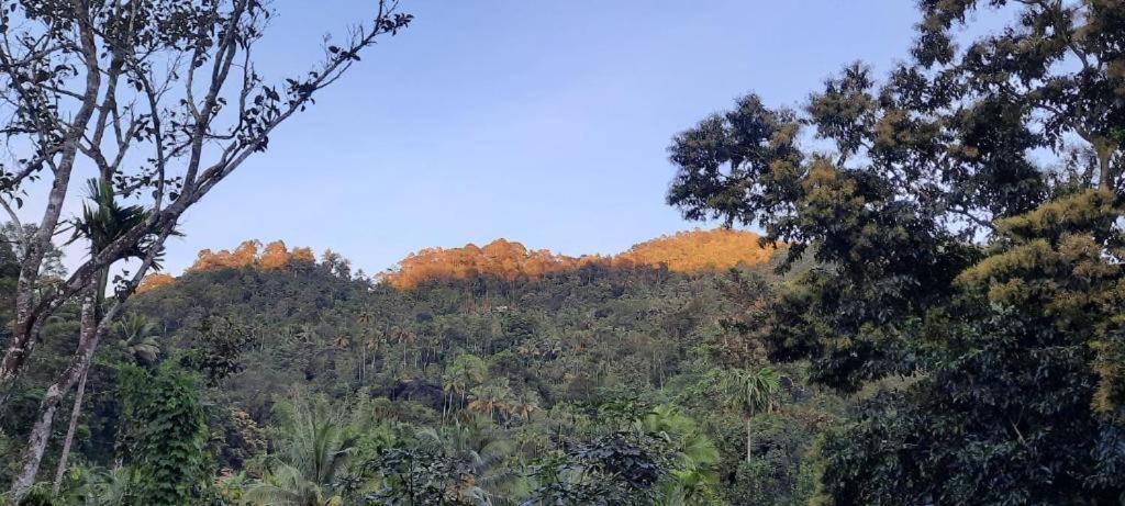 Linn View Home Stay Munnar Dış mekan fotoğraf